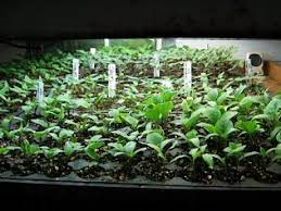 There are three major categories of artificial lights that can be suitable for growing plants in the absence or deficit of light to reach the goal of also, instead of focusing on the watts, you should focus on the lumens of the artificial lights you opt for. How Does Using Artificial Light To Grow Plants Effect The Growth Of The Plant Aya S Website Similarities And Differences Of Artificial Light