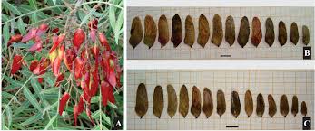 Image result for Schinopsis