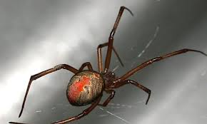 In the photos it seems to have tiny brownish/golden spots on its back.in person it. Red Back Jumping Spiders Facts Venom Pictures