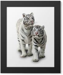 Los tigres blancos son una especie que no estamos muy acostumbrados a ver, pero destacan por ser realmente descargar libros gratis en formatos pdf y epub. Posters Tigre Blanco Pixers Vivimos Para Cambiar