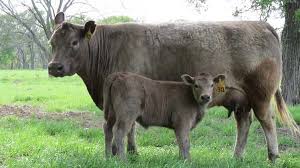 Black And White Cow Breeds Australia Cattle Forum Cattle Discussion Boards At Cattle Today Show Cattle Breeds Of Cows Cute Cows