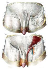 Male female anatomy diagrams anatomical diagram of human body luxury female reproductive system. Male Groin Anatomy Iphone 12 Case For Sale By Collection Abecasis