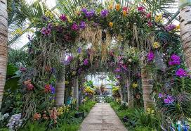 The Orchid Show At The Chicago Botanic Garden Is Truly Spectacular This Year Orchid Show Chicago Botanic Garden Orchids