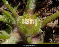 Image result for Nelsia quadrangula