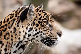 La longitud del cuerpo va de 1 a 1.85 m, mientras la de la cola varía de 45 a 75 cm. Jaguar Animal Face Wallpaper 3 Jpg 3600 2400 Jaguar Animal Wild Cats Jaguar