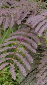 Albizia julibrissin 'summer chocolate'® silk tree, false acacia. Albizia Julibrissin Chocolate Fountain Weeping Albizia Tree