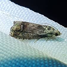 Image result for Cydia splendana