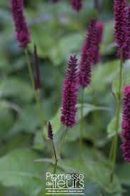 Persicaria Amplexicaulis Blackfield Persicaire Rouge Bordeaux Planter Des Fleurs Idees Jardin Amenagement Jardin