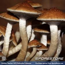 And the trip is one of my favorites. Golden Teacher Spores Mushroom Spores Sporestore Com
