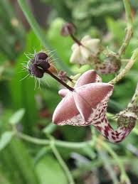 Image result for Ceropegia haygarthii