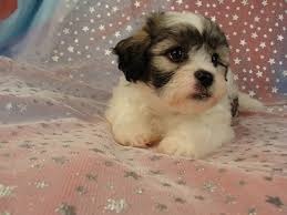 They're sometimes called zuchon, shichon, or tzu frise. Teddy Bear Puppies For Sale Change Comin