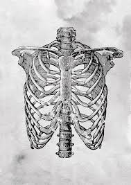 Choose from 500 different sets of flashcards about rib cage on quizlet. Rib Cage X Digital Art By Erzebet S