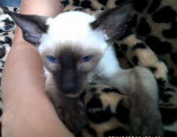 We treat our kittens as our family and work very hard to find them good homes. Siameden Cattery