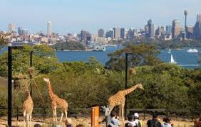 Seeing native animals in sydney especially kangaroos and koalas is on the top of most visitor's lists when planning their trip to australia and sydney provides quite a few opportunities to see our aussie. Taronga Zoo Sydney Ticket Price Timings Address Triphobo