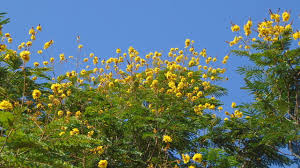 Image result for Limeum pterocarpum