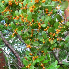 Image result for Maytenus chasei