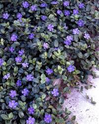 Our list of deer proof plants (mainly perennials) is based on whether you are looking for deer proof perennials for shade or sun, we have check out our article on deer resistant perennials which goes into more detail on plants that deer will not eat. Vinca Bowles Bluestone Perennials Ground Cover Plants Deer Resistant Plants