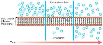 Animal cell plasma membrane transport. Transport In Animals A Level Biology Revision Notes