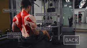 See more ideas about back muscles, muscle anatomy, shoulder muscle anatomy. Exercise Anatomy Back Workout Pietro Boselli Youtube