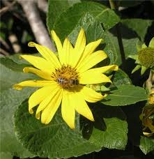 Image result for Aspilia ciliata