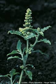 Image result for Amaranthus deflexus