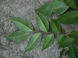 Image result for Tessmannia