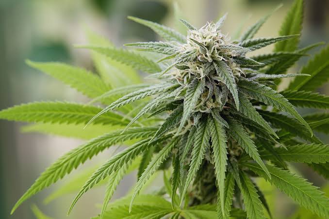 Marijuana