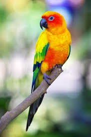 Bird Sitting On Branch Colorful Sun Bird Sitting On A Branch Colorful Sun Bird Sitting Isolated On A B Sponsored Bird Sitting Colorful Sun Branch Ad Birds