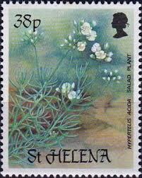 Image result for Hypertelis