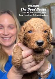 Mini and Medium Goldendoodles for Adoption