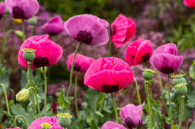 Maybe you would like to learn more about one of these? Top Gardening Tips For Renters Fast Growing Flowers To Plant Now For A Colourful Summer Garden Homes And Property Evening Standard