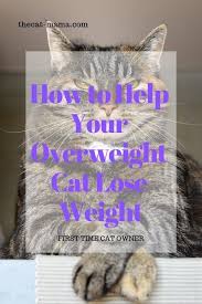 Pin On Cat Health And Wellness