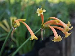 Image result for Cyrtanthus mackenii