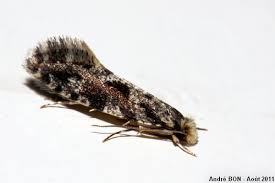 Image result for Wolffiella