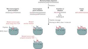 Cancer is a group of diseases involving abnormal cell growth with the potential to invade or spread to other parts of the body. Elements Of Cancer Immunity And The Cancer Immune Set Point Nature