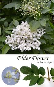 What to do with elder flowers. Elderflower Vanilla Jelly Recipe Lovely Greens Spring Flowers Elderflower Creative Flower Arrangements
