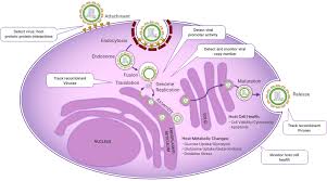 Originally developed by texas children's hospital center for vaccine development (tchcvd) at baylor college of medicine. Sars Cov 2 Viral Research Covid 19 Vaccine Research Sars Cov 2 Research Products