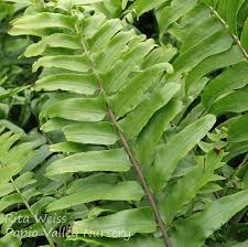 Image result for Nephrolepis biserrata