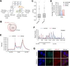 Zobacz, co zdzisława drach (dzidkadrach) odkrył(a) na pintereście — największej na świecie kolekcji pomysłów. Dynamic M6a Methylation Facilitates Mrna Triaging To Stress Granules Biorxiv