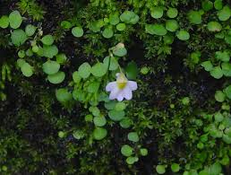 Image result for Utricularia striatula
