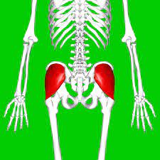 Gluteus Medius Wikipedia
