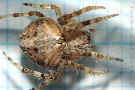 Image result for Centema subfusca