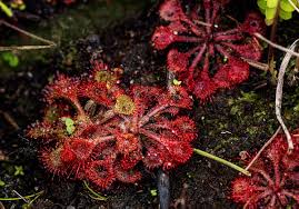 Image result for Drosera burkeana