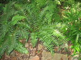 Image result for Cyrtomium