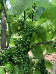 Image result for Metasphaeria diplodiella