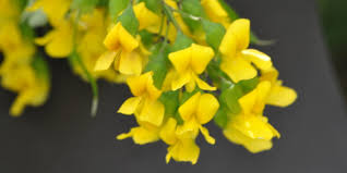 Image result for Calpurnia aurea