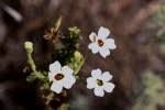 Image result for Jamesbrittenia burkeana