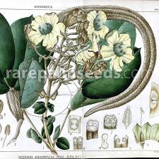 Image result for Fernandoa