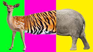 Wild Animals For Kids Wrong Head Animals Forest Funny Video For Kids Nursery Rhymes Song Kids Nursery Rhymes Songs Funny Videos For Kids Kids Nursery Rhymes