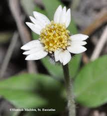 Image result for Tridax